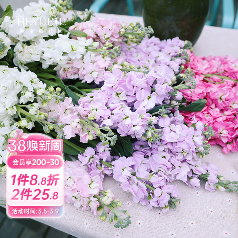 海蒂的花园紫罗兰草本花卉室内切花植物耐阴阳台庭院盆栽花苗