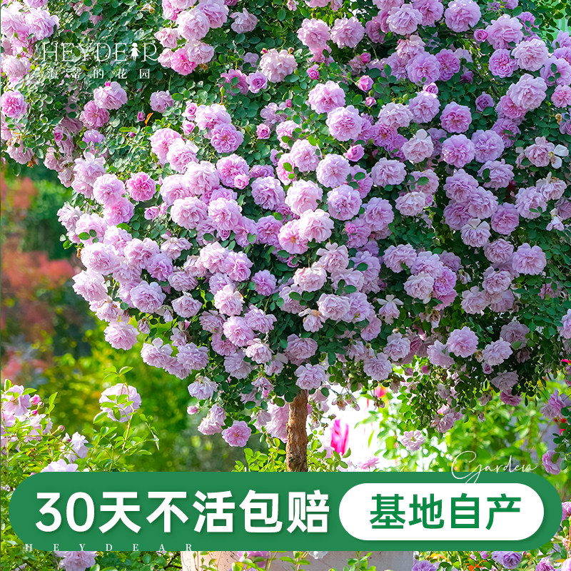 基地自产月季花苗累计销售30万+图片