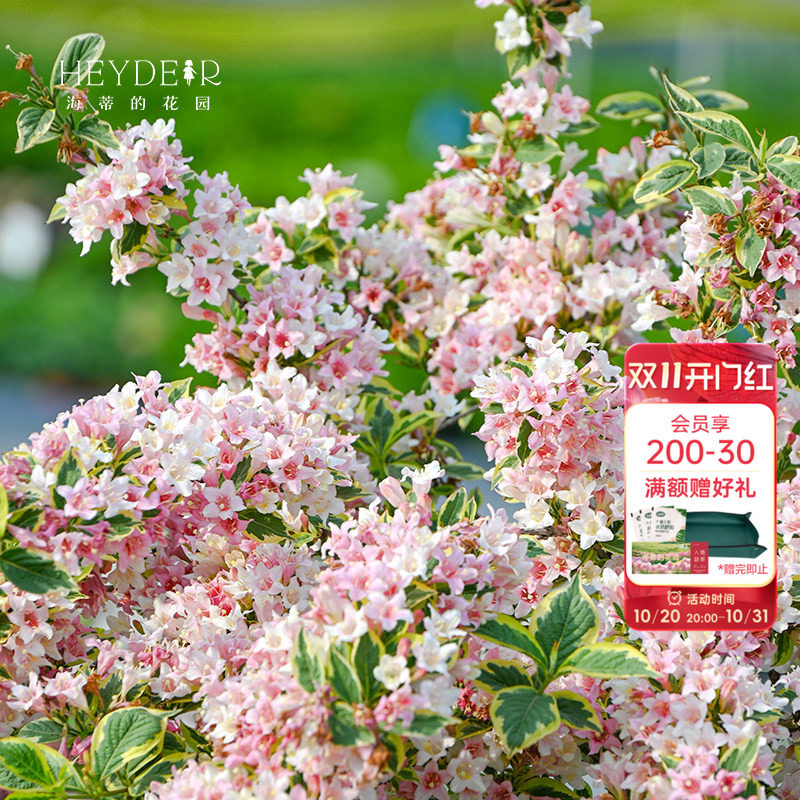 海蒂的花园旗舰店花叶锦带盆栽苗花灌木耐寒易养室外庭院花卉植物