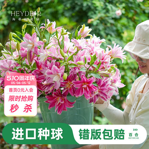 进口百合种球易养易开花