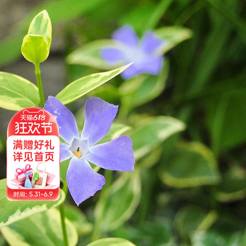 海蒂的花园花叶蔓长春常绿耐阴多年生垂吊花卉阳台花园植物盆栽苗