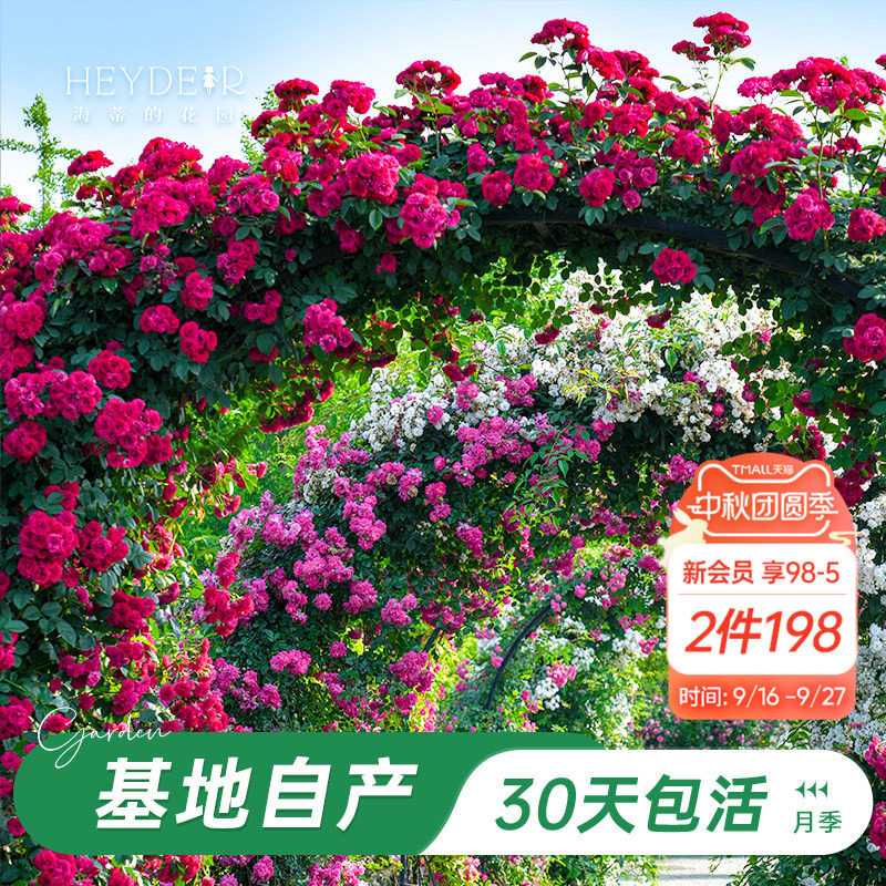 海蒂的花园藤本月季花卉盆栽图片
