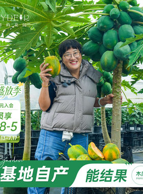 海蒂的花园旗舰店木瓜盆栽苗树苗南方种植庭院盆栽地栽果树果苗