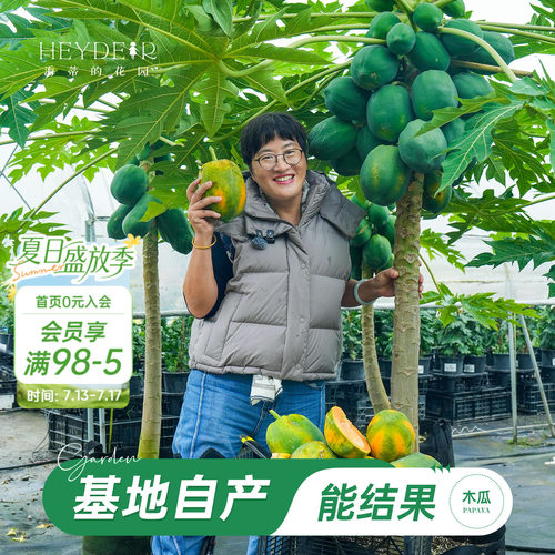 海蒂的花园旗舰店木瓜盆栽苗树苗南方种植庭院盆栽地栽果树果苗