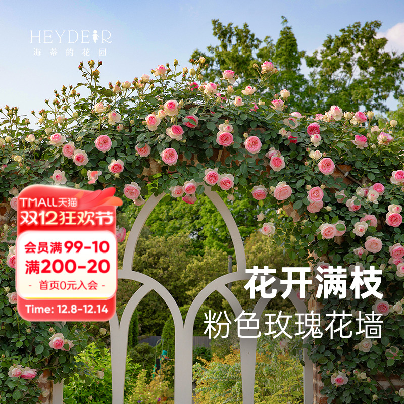 基地自产藤本月季苗包对版