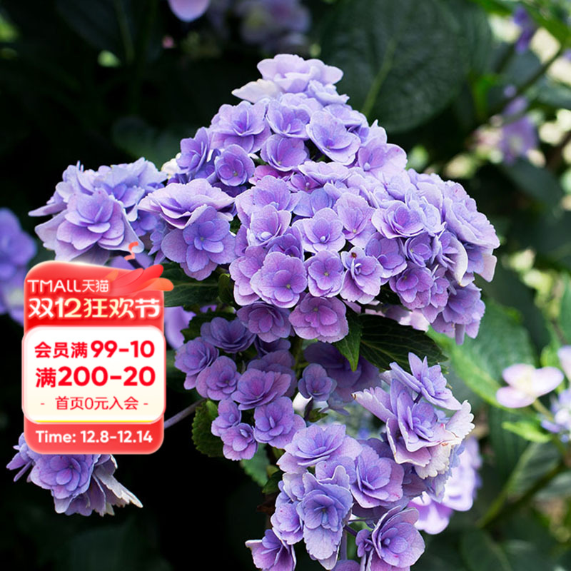 海蒂花园妖精之瞳绣球花重瓣花卉