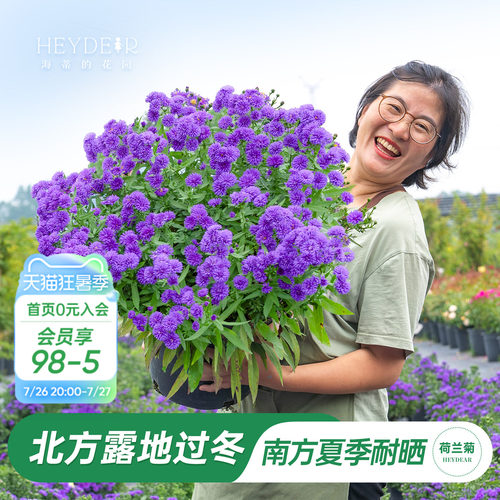 海妈家紫菀荷兰菊盆栽全国可种