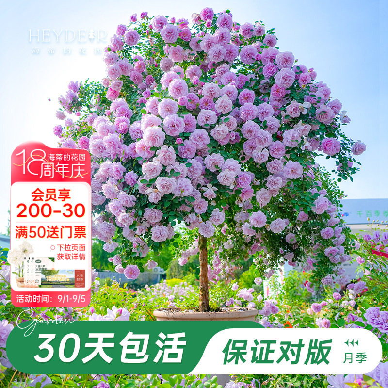 棒棒糖月季大苗带花苞图片