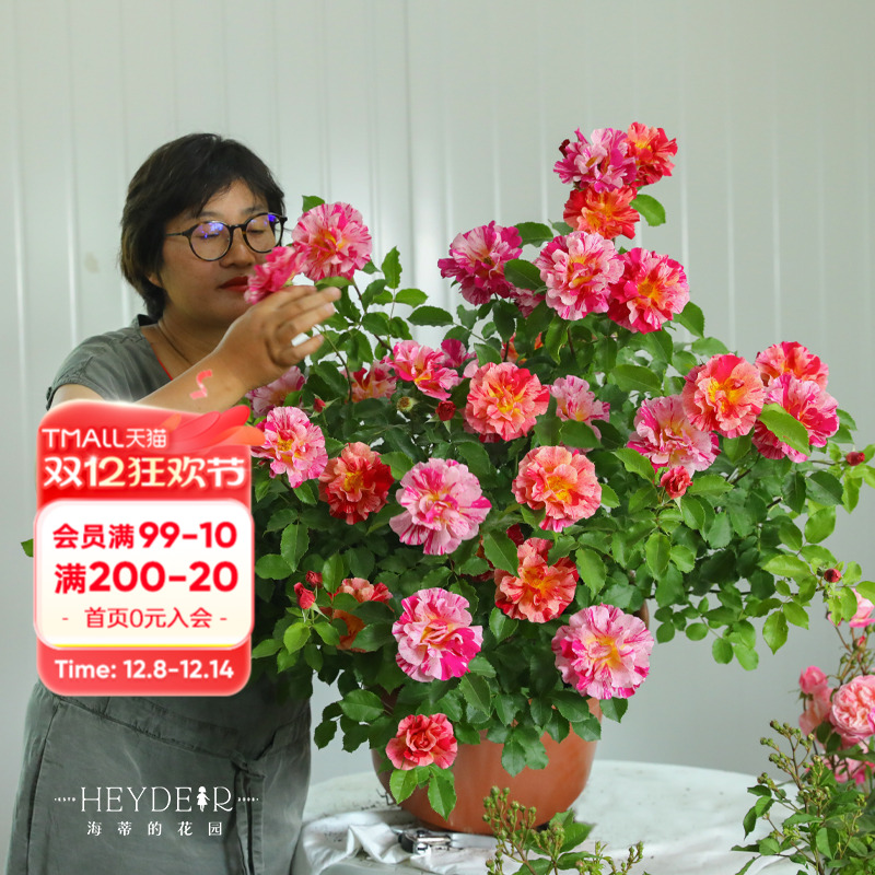 海蒂的花园条纹月季种植盆栽苗