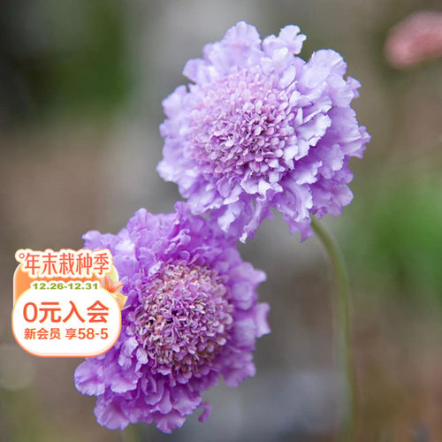 海蒂的花园蓝盆花庭院盆栽花卉