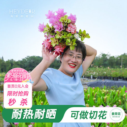 海蒂的花园姜荷花球根包发芽