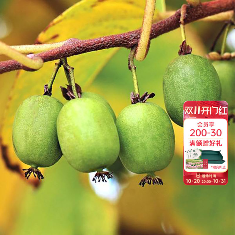 海蒂的花园旗舰店软枣猕猴桃多年生藤本植物爬藤果树水果苗盆栽苗