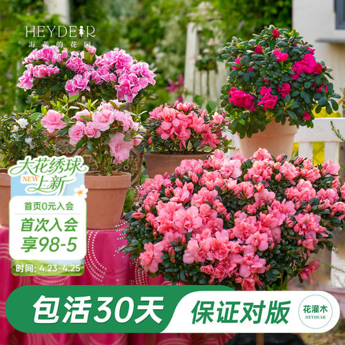 杜鹃茶花冬季开花花灌木