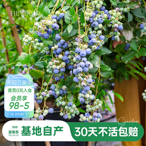 蓝莓苗当年可结果原盆原土发货