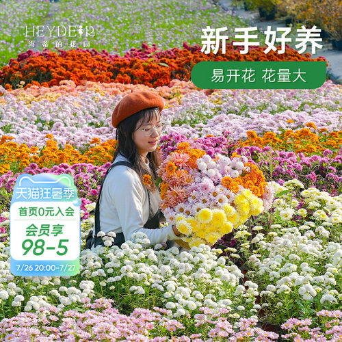 球菊切花菊玛格丽特盆栽花苗