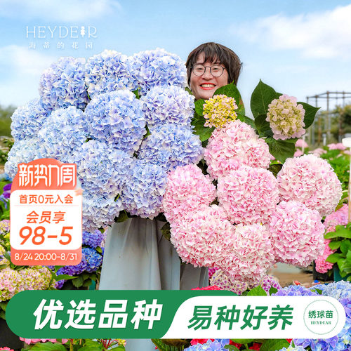 海妈家新品大花绣球上架