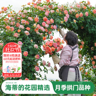 海蒂的花园旗舰店大拱门月季花苗爬藤月季龙沙宝石舍农索城堡女人