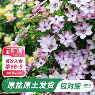 海蒂 花园旗舰店铁线莲苗花园阳台花卉铁线莲花柱盆栽苗庭院可种