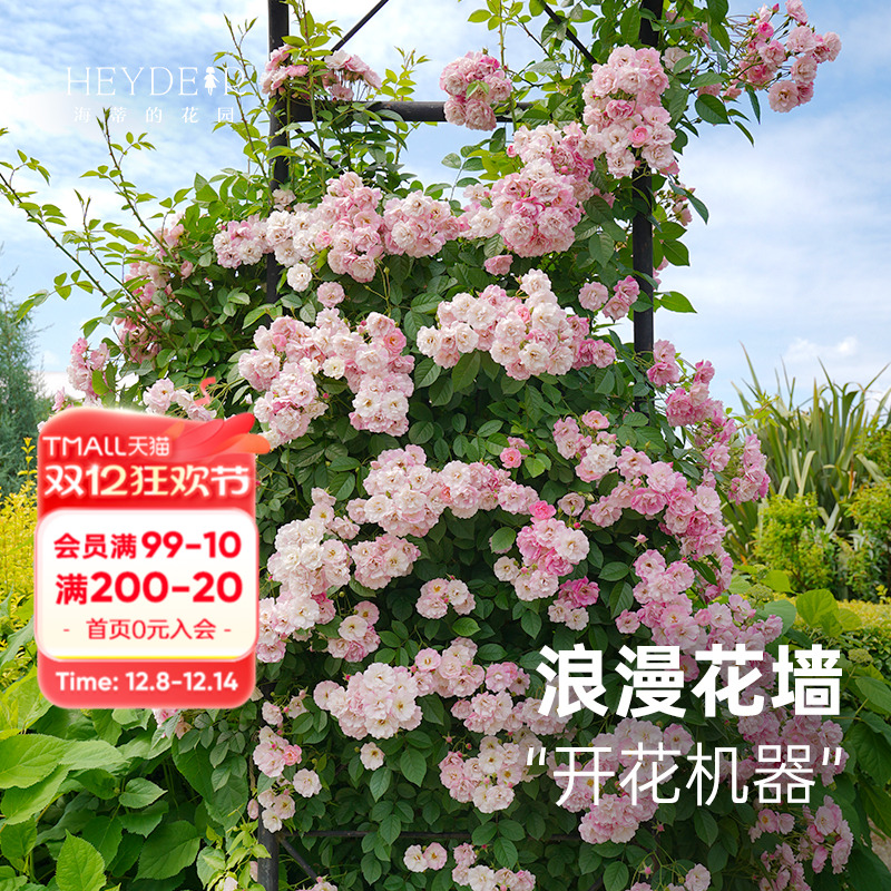 苹果花爬藤月季春季花量大颜色美