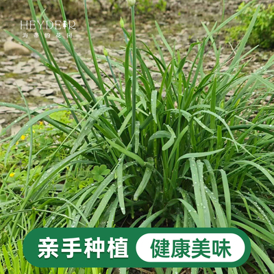 海蒂的花园 韭菜苗带土菜苗盆栽苗易养多年生家庭阳台庭院蔬菜苗