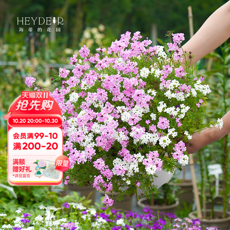 海蒂的花园草花花苗包活包对版