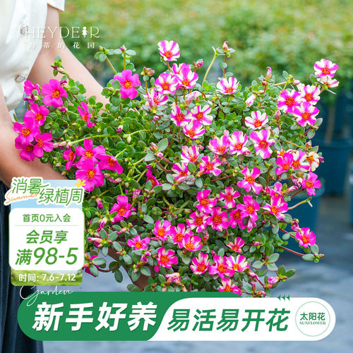 太阳花盆栽带花苞新手好养