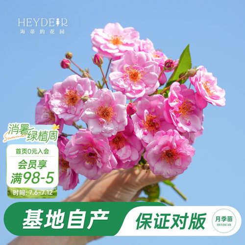 多季节开花玫瑰花苗月季盆栽