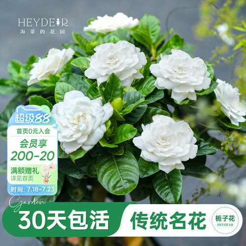 浓香栀子花盆栽大花栀子花