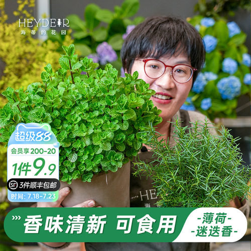 牛排用迷迭香盆栽可食用薄荷苗