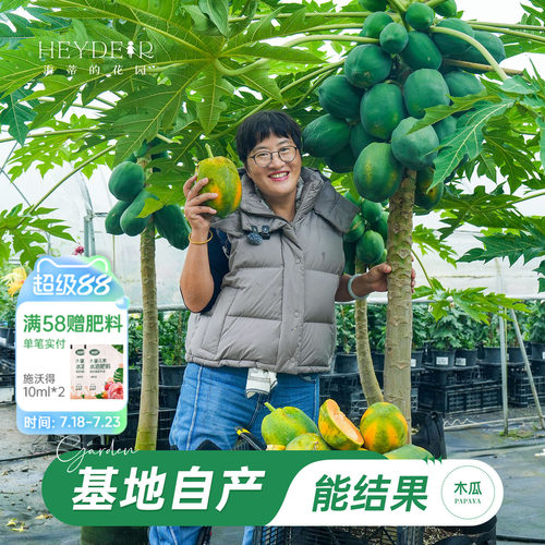 海蒂的花园旗舰店木瓜盆栽苗树苗南方种植庭院盆栽地栽果树果苗