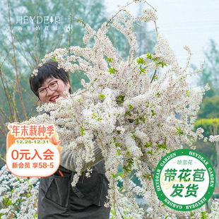 海蒂 花园旗舰店重瓣喷雪花树苗雪柳盆栽花灌木花卉绿植植物花苗