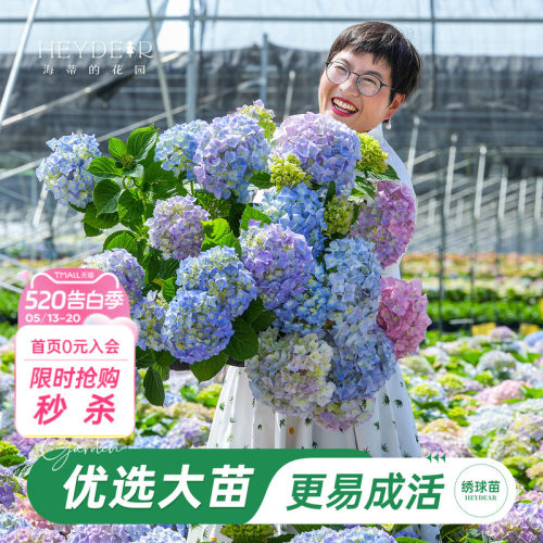 海妈家自产绣球花苗新手易养
