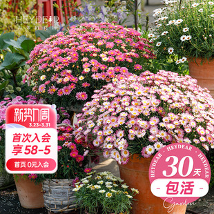 海蒂 花园旗舰店玛格丽特洋菊栽庭院花园花卉植物耐寒盆栽苗