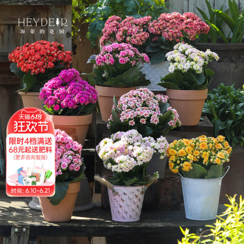 海蒂的花园官方旗舰店长寿花盆栽室内阳台桌面植物花卉带花苞发货