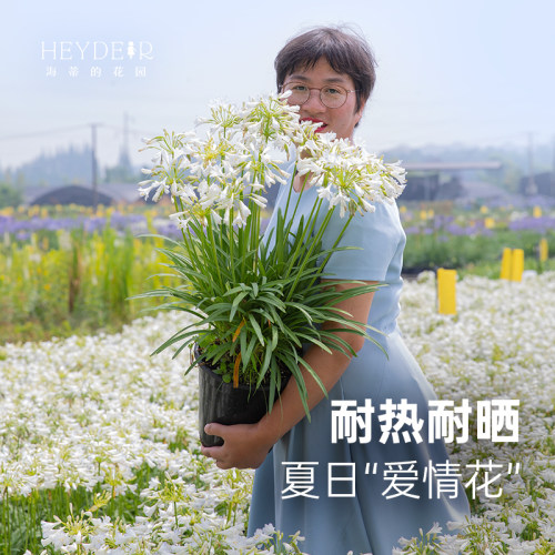 小众花园植物百子莲盆栽植物