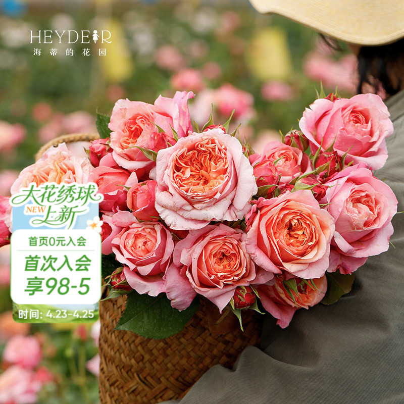 海蒂的花园 维多利亚秘密包子花型切花月季阳台庭院盆栽地栽花卉