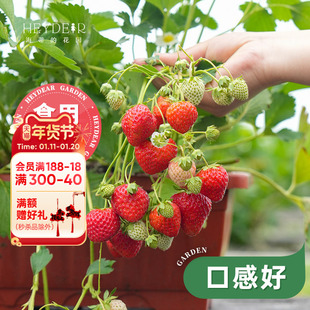 海蒂的花园旗舰店草莓盆栽家庭栽种可食用红颜巧克力奶油草莓苗