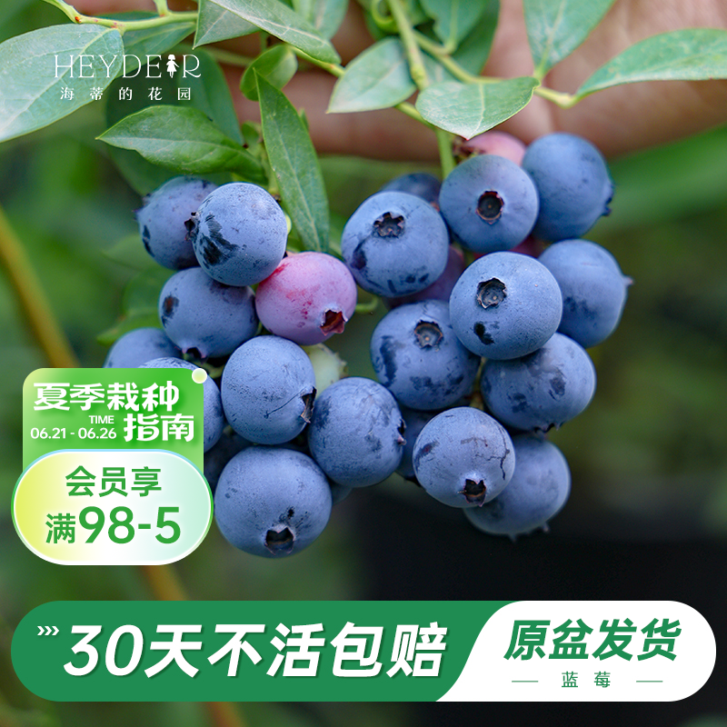 海蒂的花园旗舰店蓝莓树果苗北方庭院盆栽水果树苗阳台花卉绿植