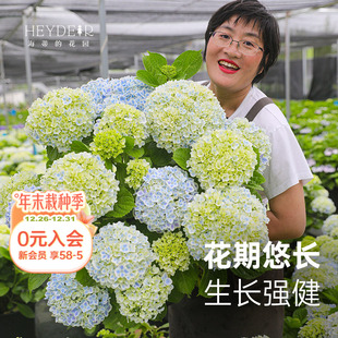 海蒂 花园旗舰店大花绣球小众品种绣球花苗大花直立阳台庭院植物
