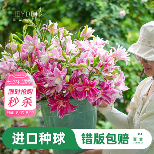 进口百合种球易养易开花