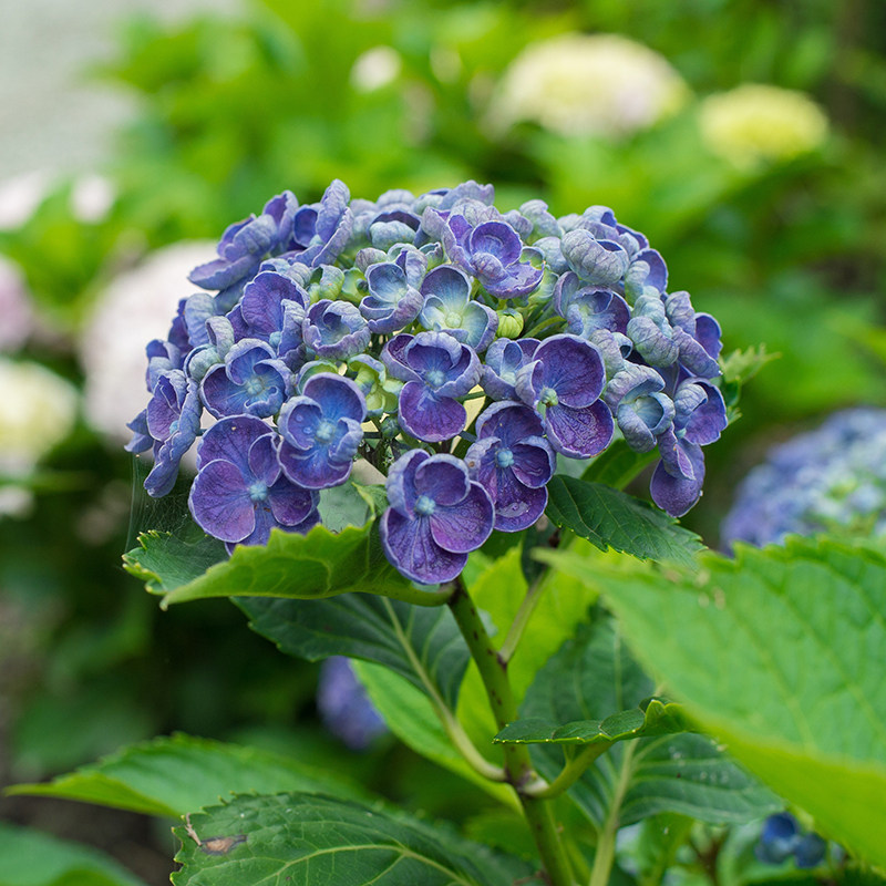 海蒂的花园 爆米花大花绣球阳台庭院好养耐寒木本花卉植物盆栽苗