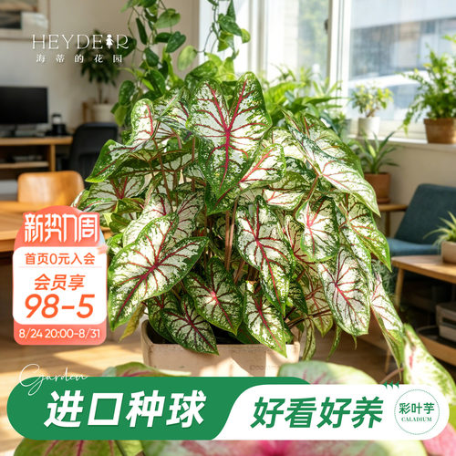 好种易发芽室内可栽种