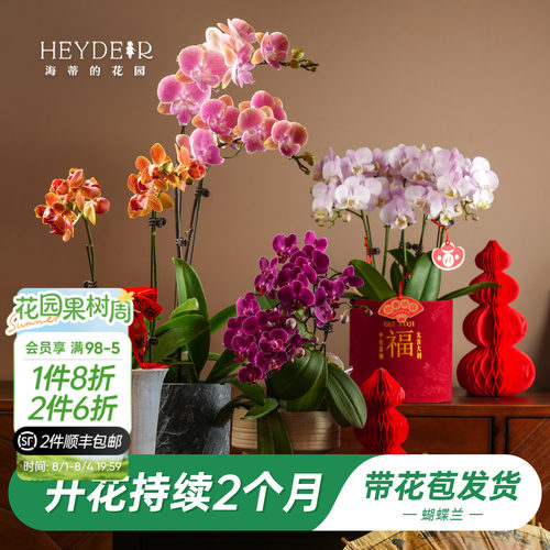 【品牌保障】A级蝴蝶兰带花发货