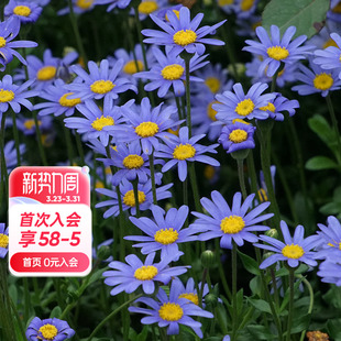 海蒂 花园旗舰店玛格丽特洋菊栽庭院花园花卉植物耐寒盆栽苗