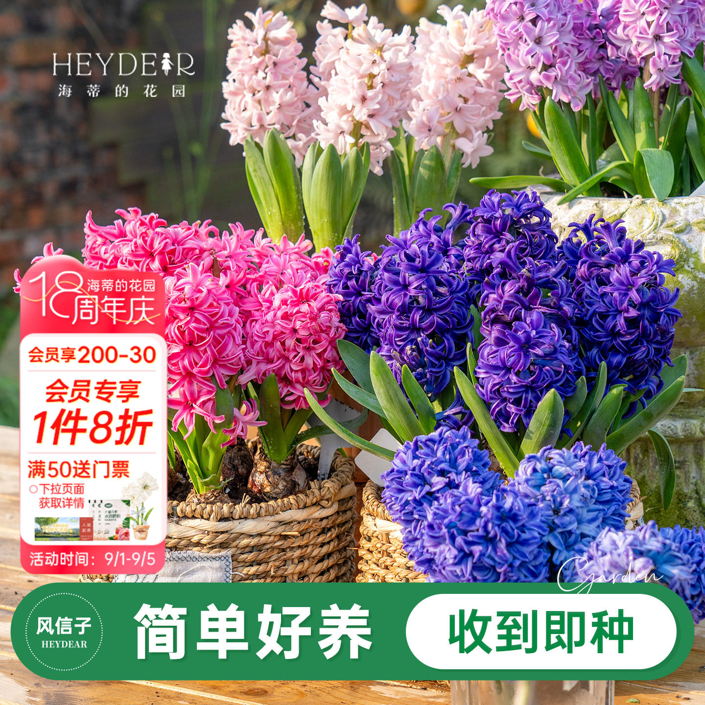 进口风信子60天开花图片