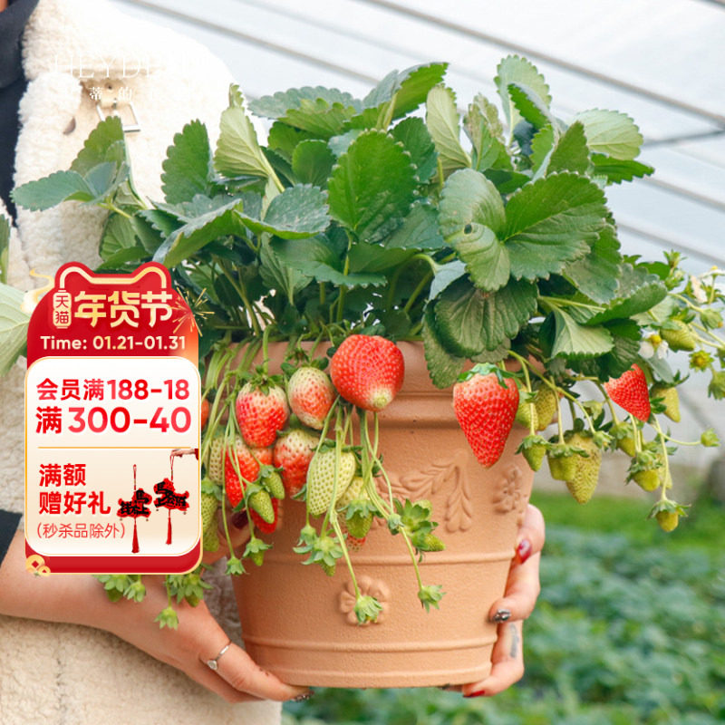 海蒂的花园旗舰店盆栽草莓苗秧多季节结果黑珍珠红颜奶油草莓苗,鲜花速递/花卉仿真/绿植园艺,时令草本花卉,淘宝优惠券,粉丝福利购,淘宝优惠卷