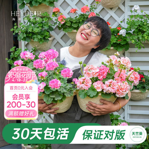 海妈家天竺葵多季节开花包对版