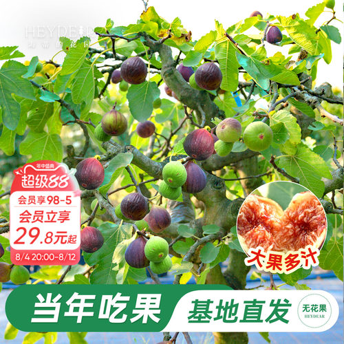 无花果盆栽大果特级高品质易养活