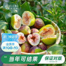 海蒂的花园旗舰店无花果树果苗家庭盆栽果树好养易结果可食用树苗