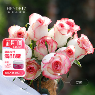 海蒂 盆栽艾莎蓝莓蛋糕切花朱丽叶玫瑰苗 花园旗舰店新手切花月季